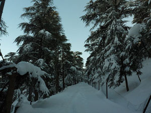 Parque Nacional de Theniet El-Haâd