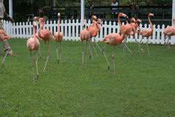Jardines Ardastra