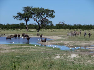 Parque de Chobe