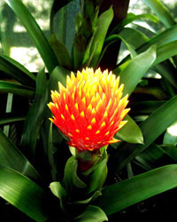 Bromelia