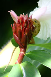 Jardines botánicos de Roseau