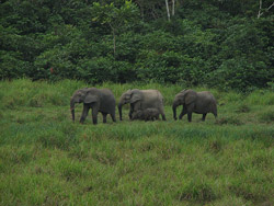 Elefantes en Longue Bai