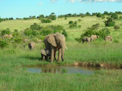 Reserva Nacional Masai Mara, Kenia