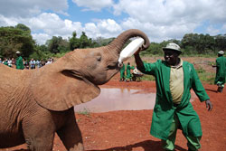 Orfanato de elefantes Daphne Sheldrick