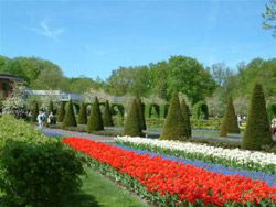 Tulipanes en Keukenhof