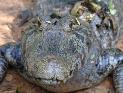 Yacaré en Paraguay