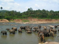Grupo de elefantes