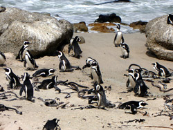 Pingüinos en Sudáfrica