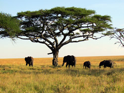 Parque Serengueti