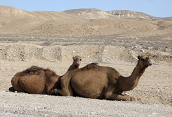 Camellos en Turkmenistan