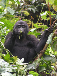 Gorila en Uganda